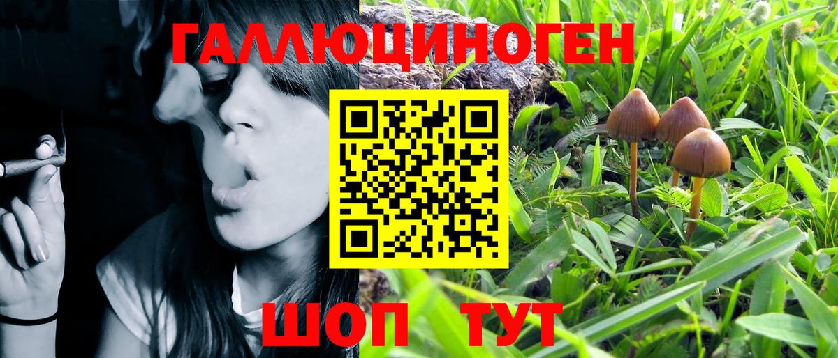 Псилоцибиновые грибы Psilocybe Железногорск